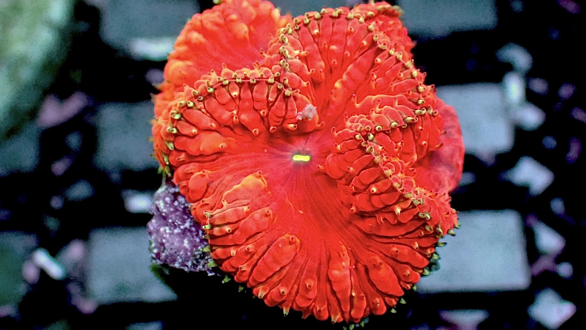 Red Scarlet blastomussa