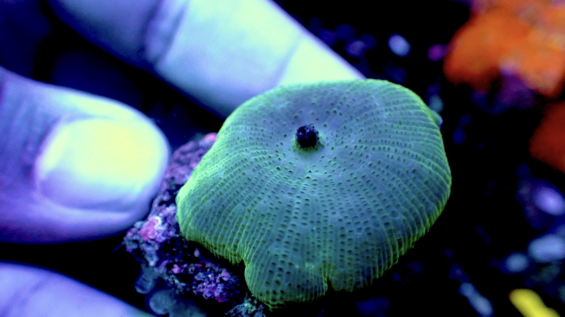 Blue discosoma mushroom