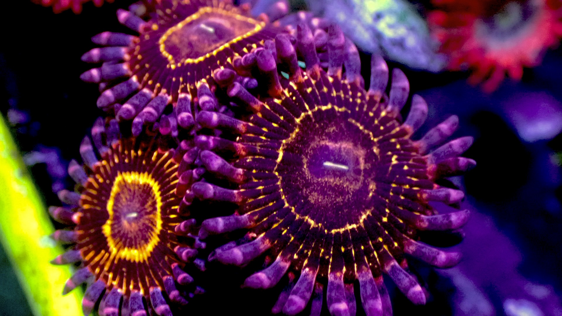 Stratosphere zoanthid