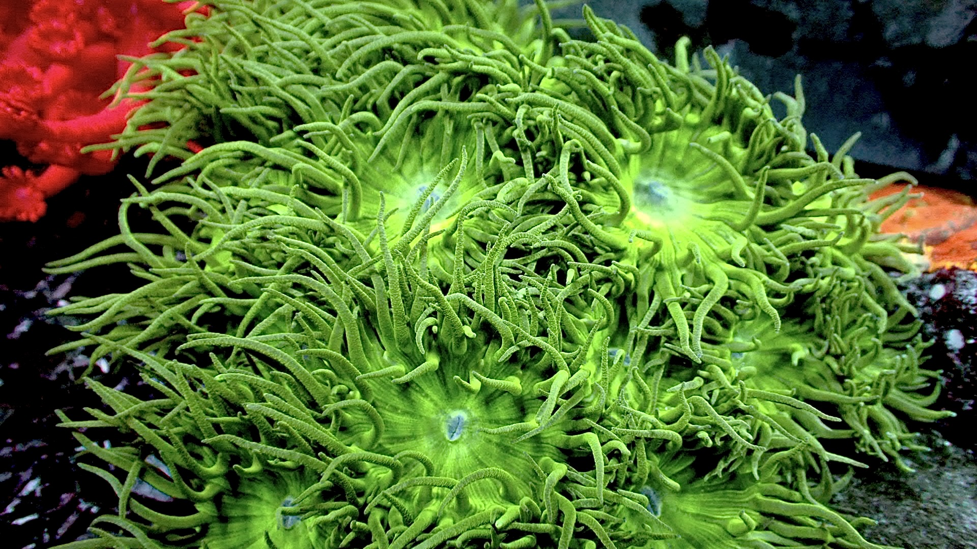 Duncan coral