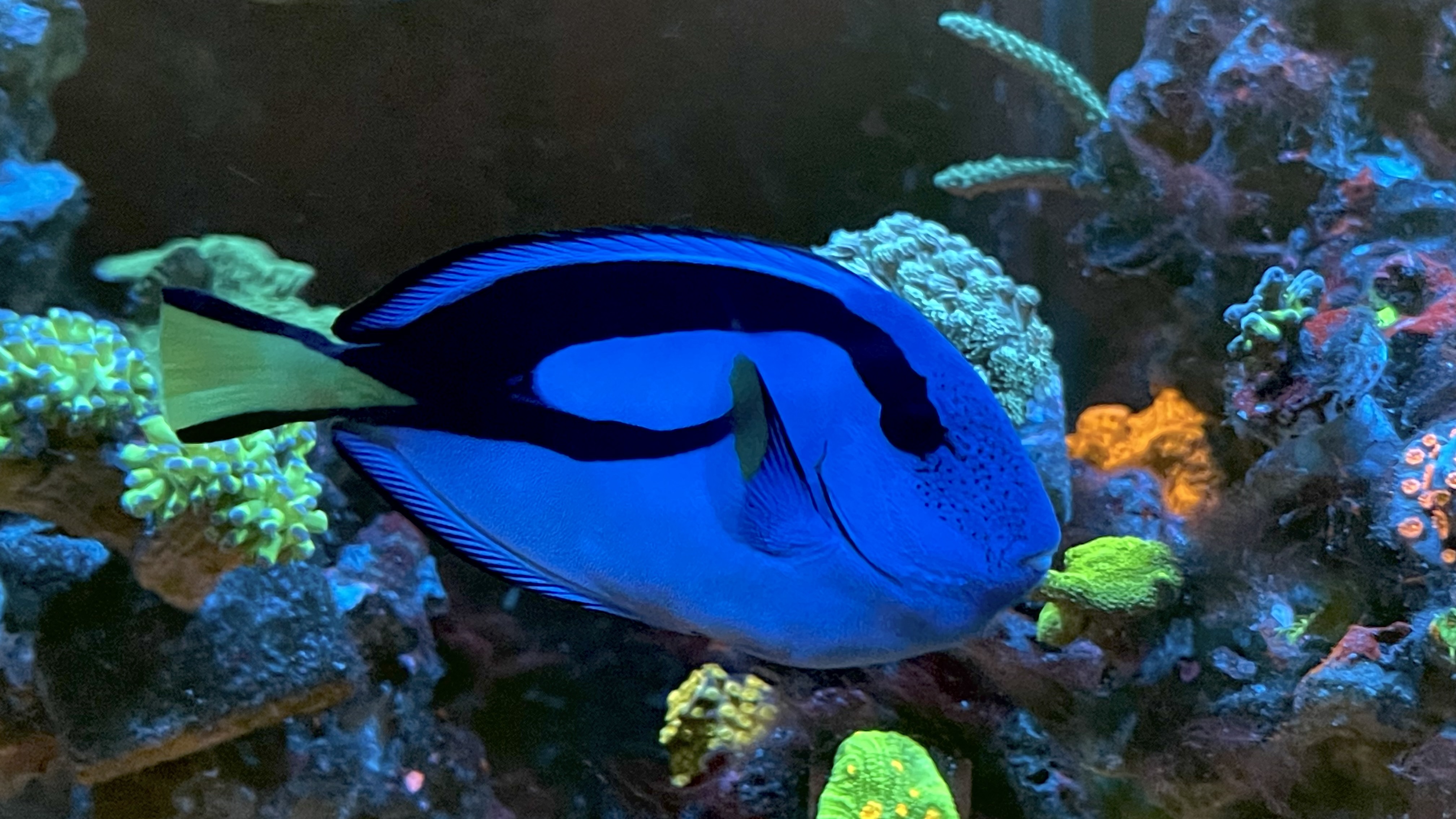 Blue hippo tang