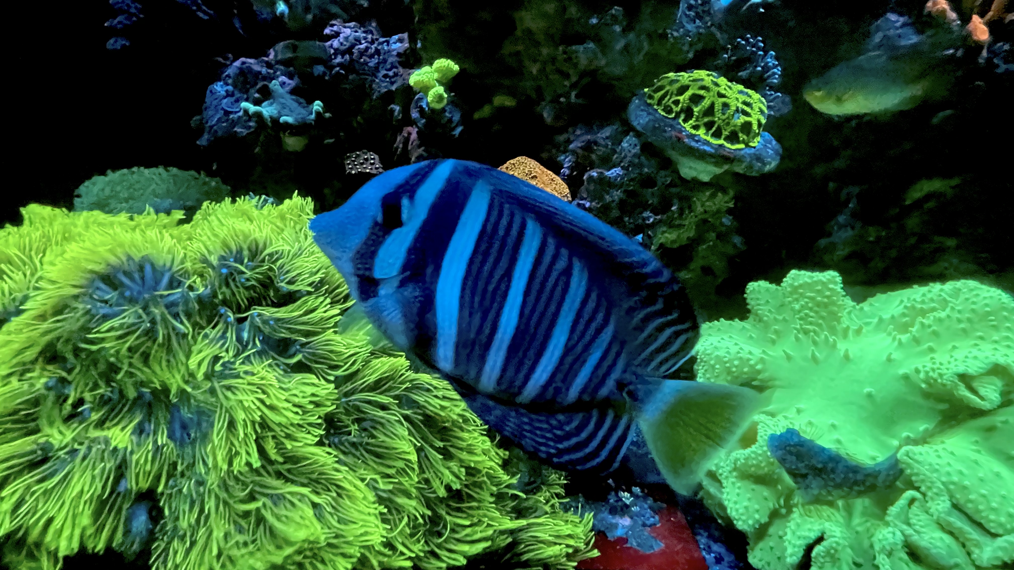 Sailfin Tang