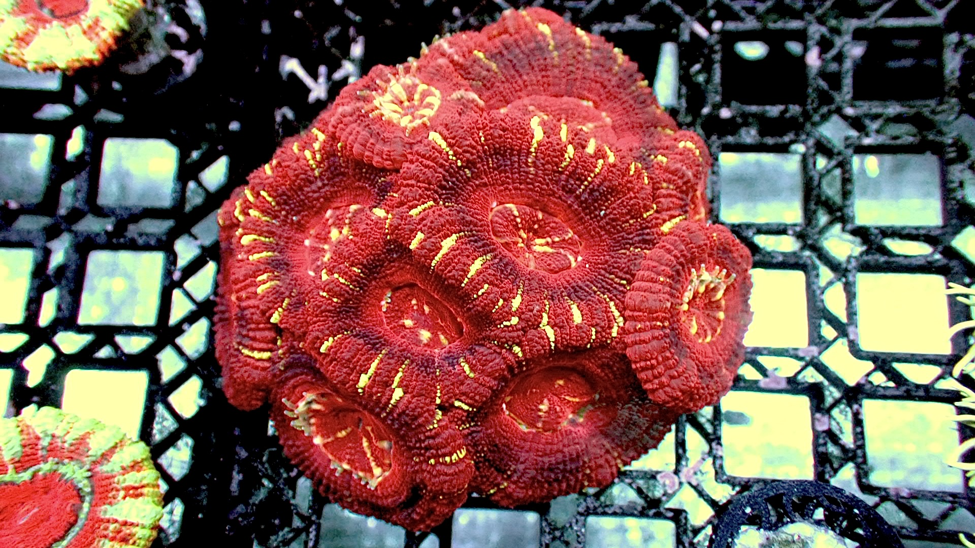 Red tiger Asian acan