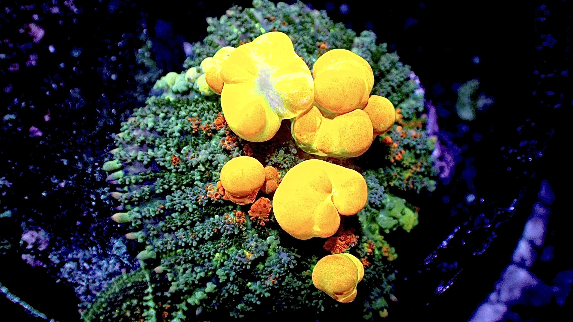 OG bounce mushroom