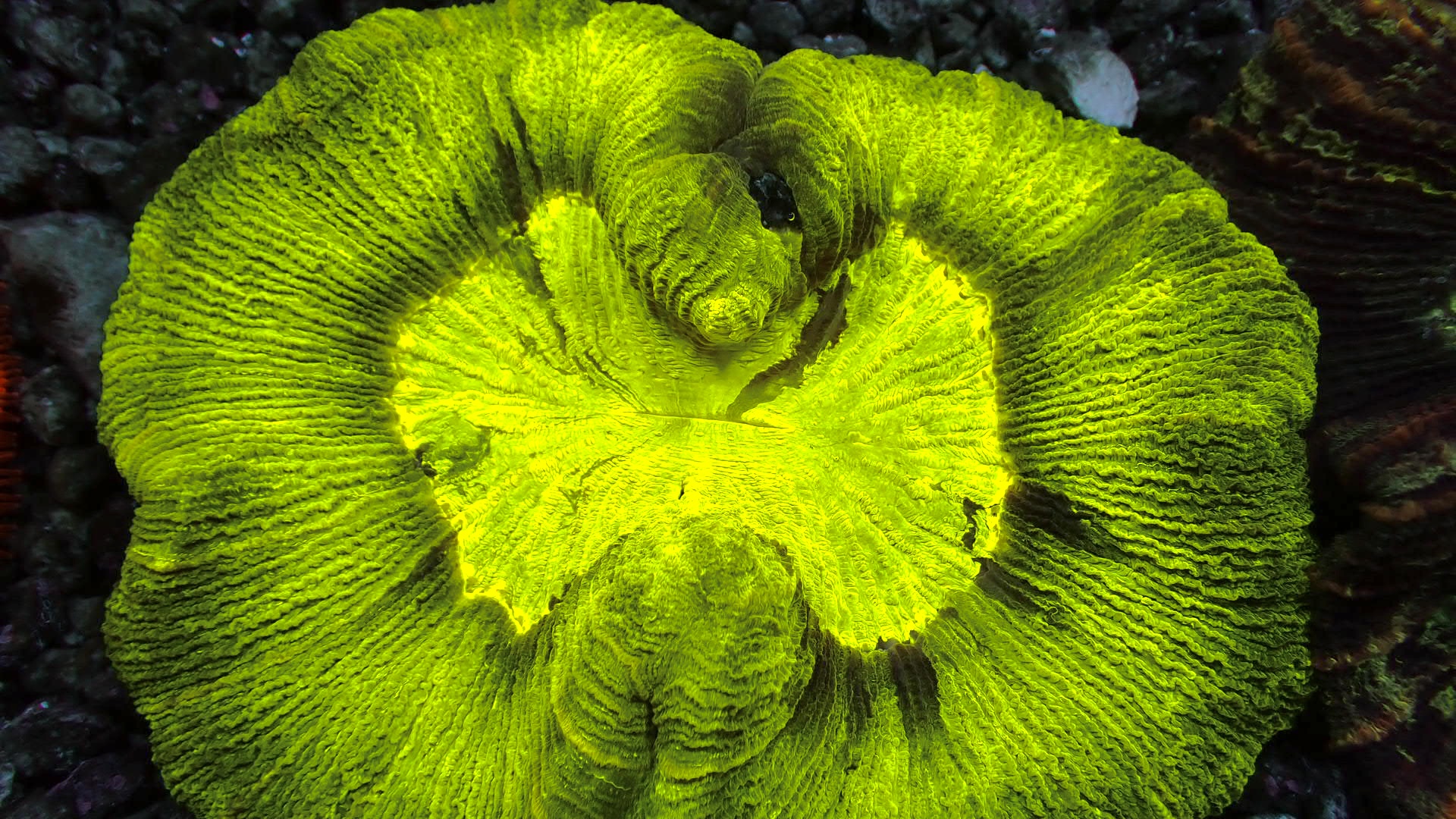 Neon green Wellsophyllia