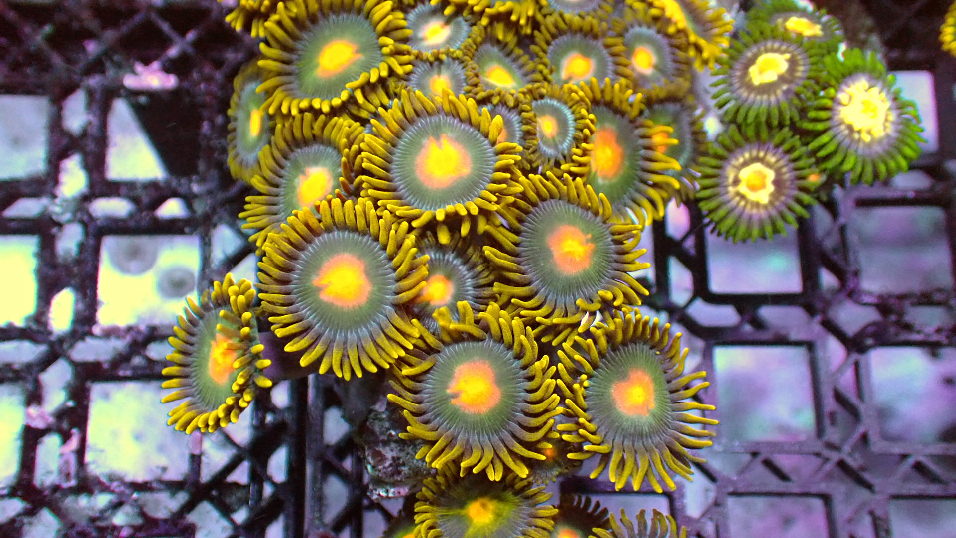 Green Bay Packers zoanthids