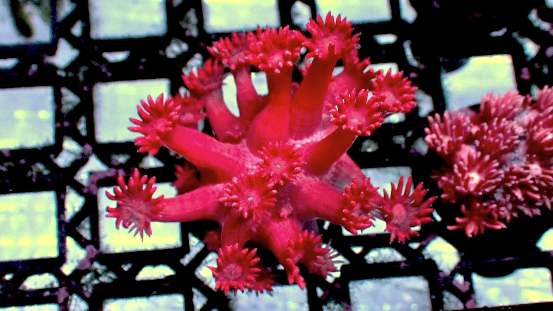 Red goniopora