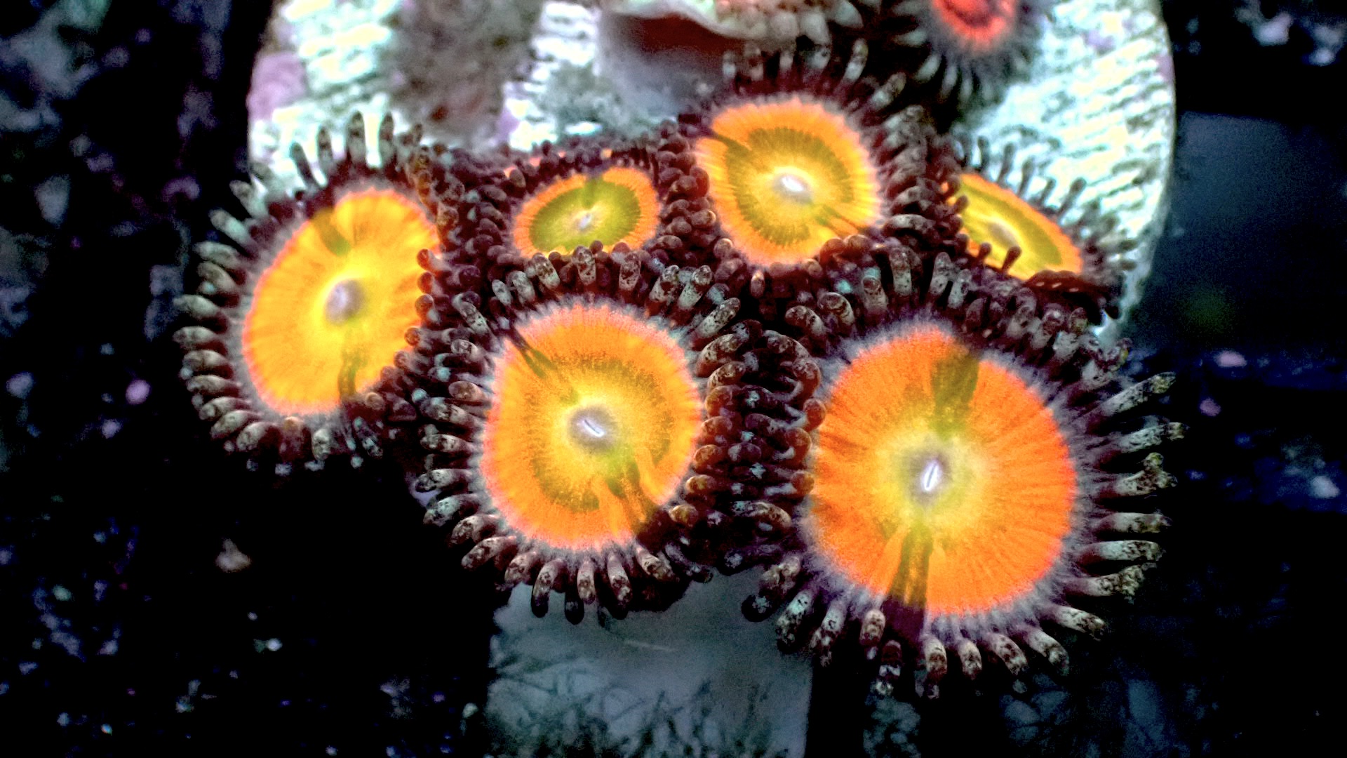 Rainbow infusion zoanthids