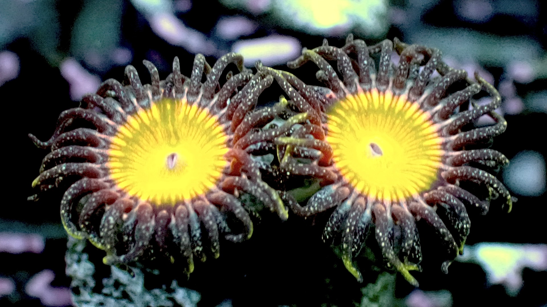 Sunny d zoanthids