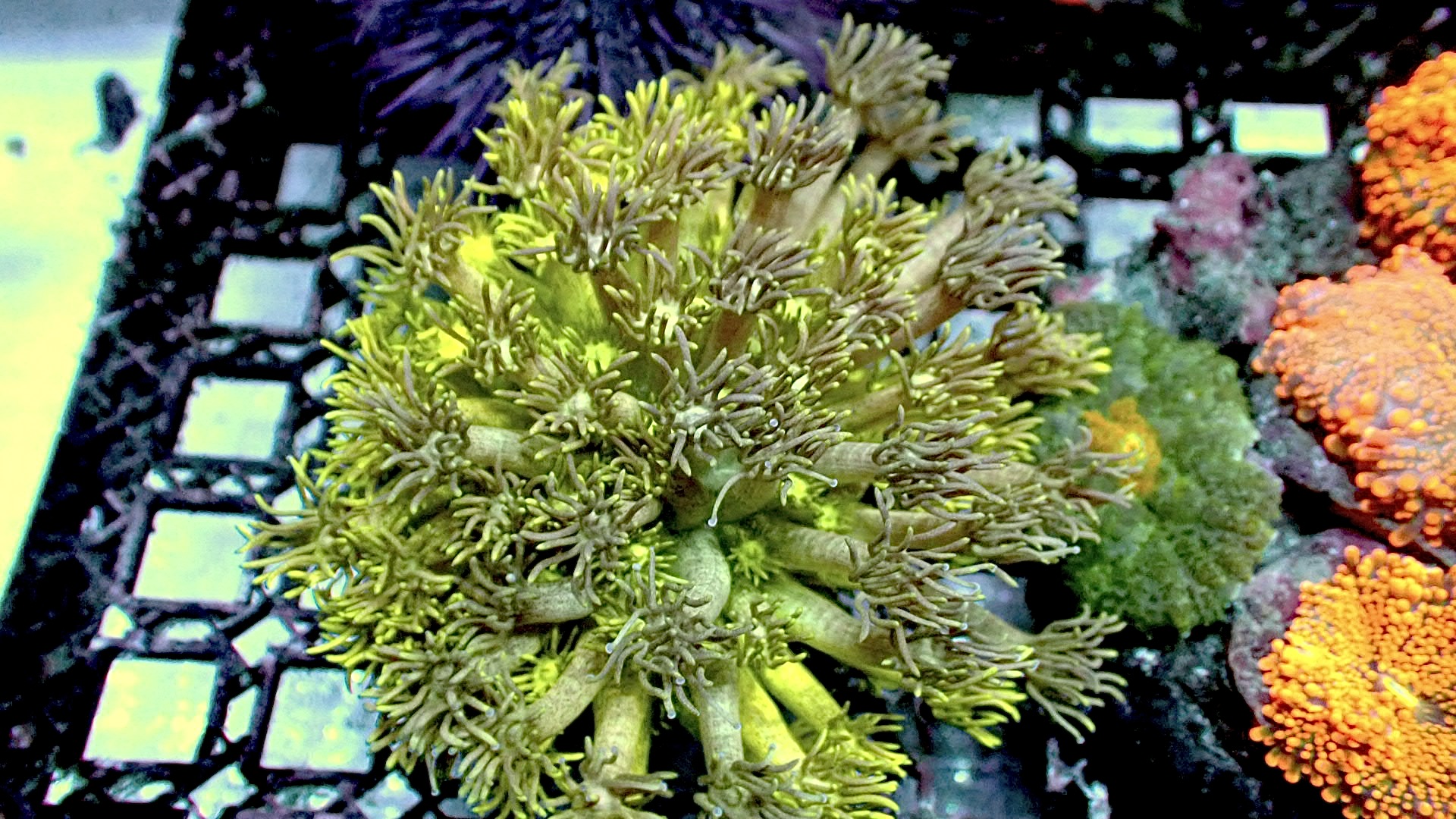 Citrus goniopora