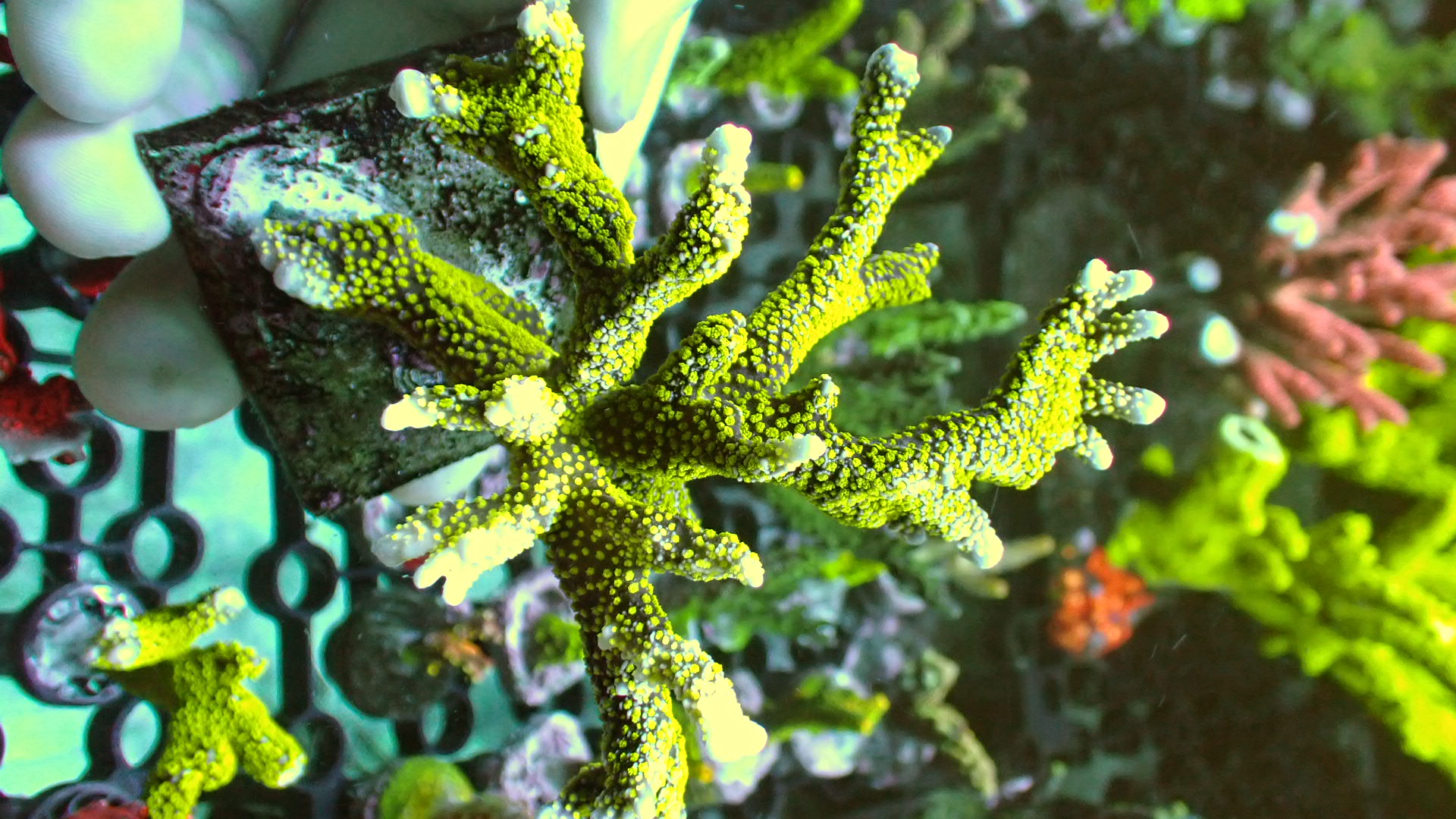 Tubbs Stellata Montipora