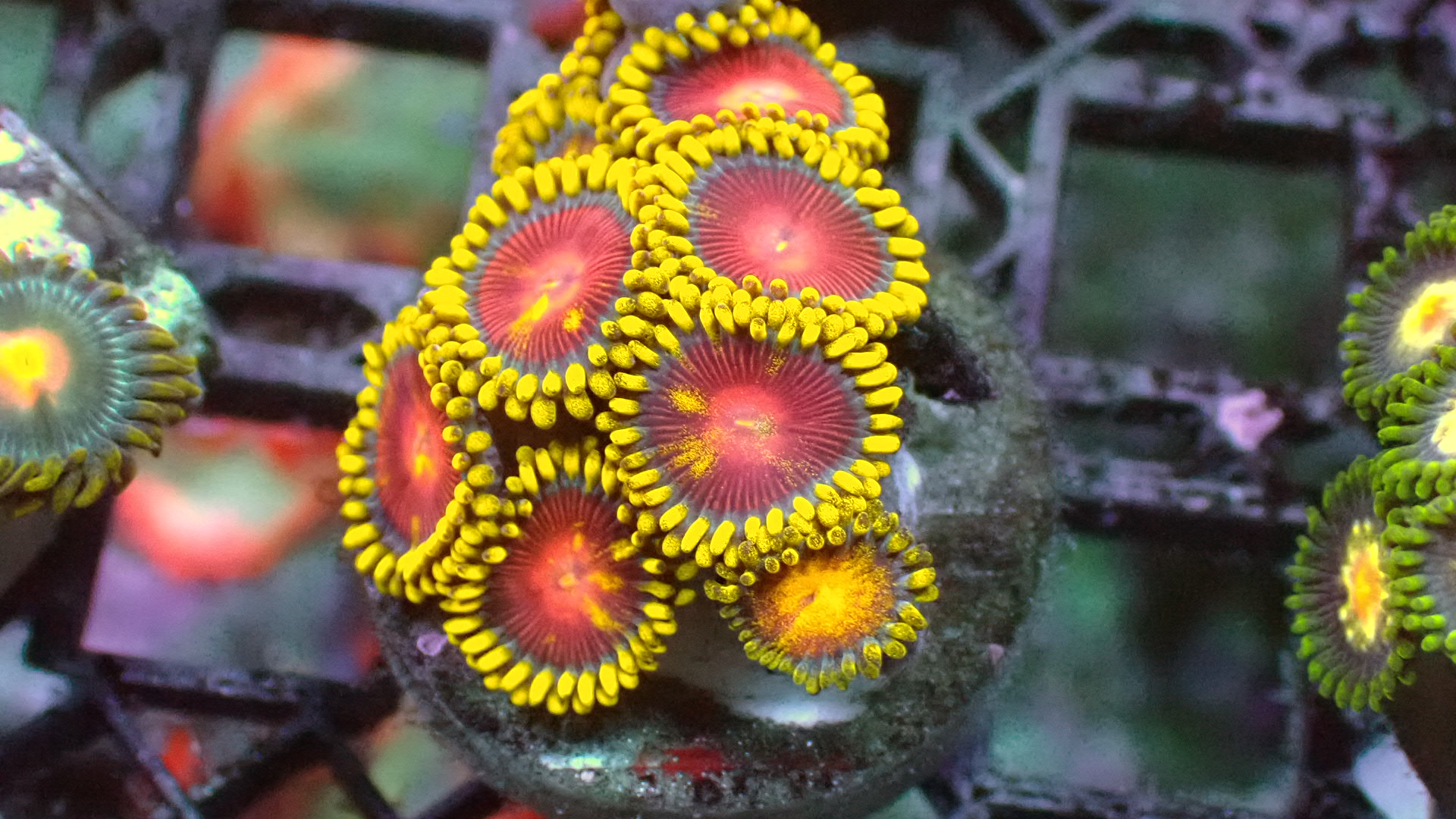 Yellow brick road zoanthids