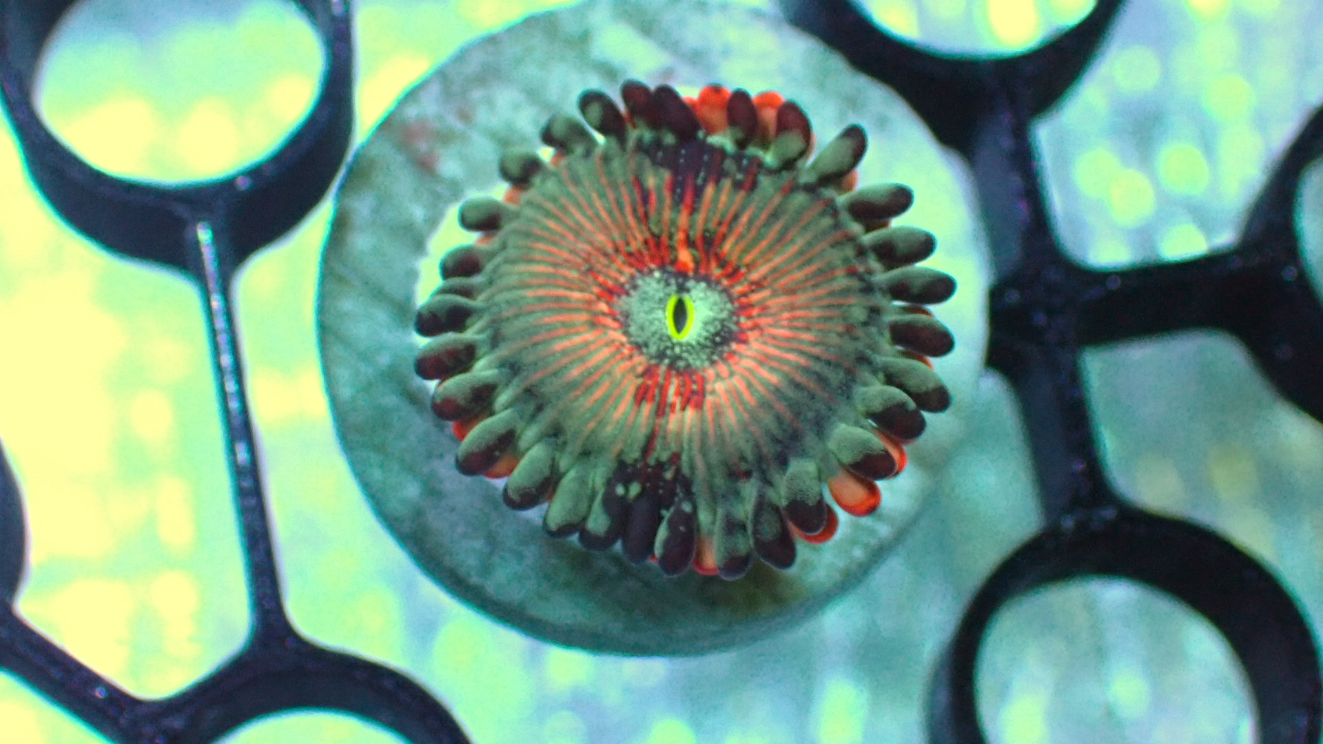 Salted agave zoanthids