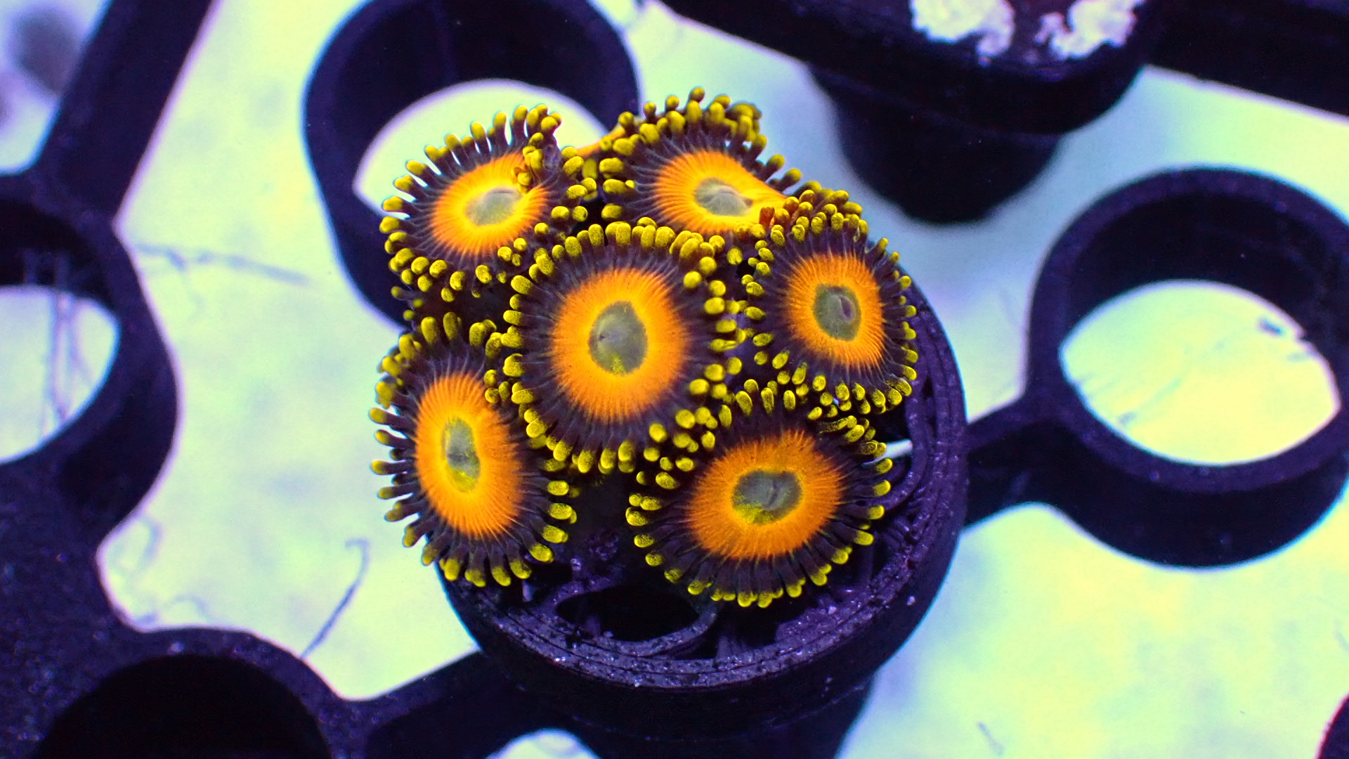 Scrambled eggs zoanthids