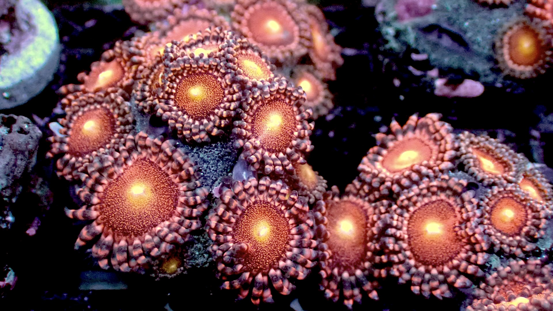 Mohawks zoanthids