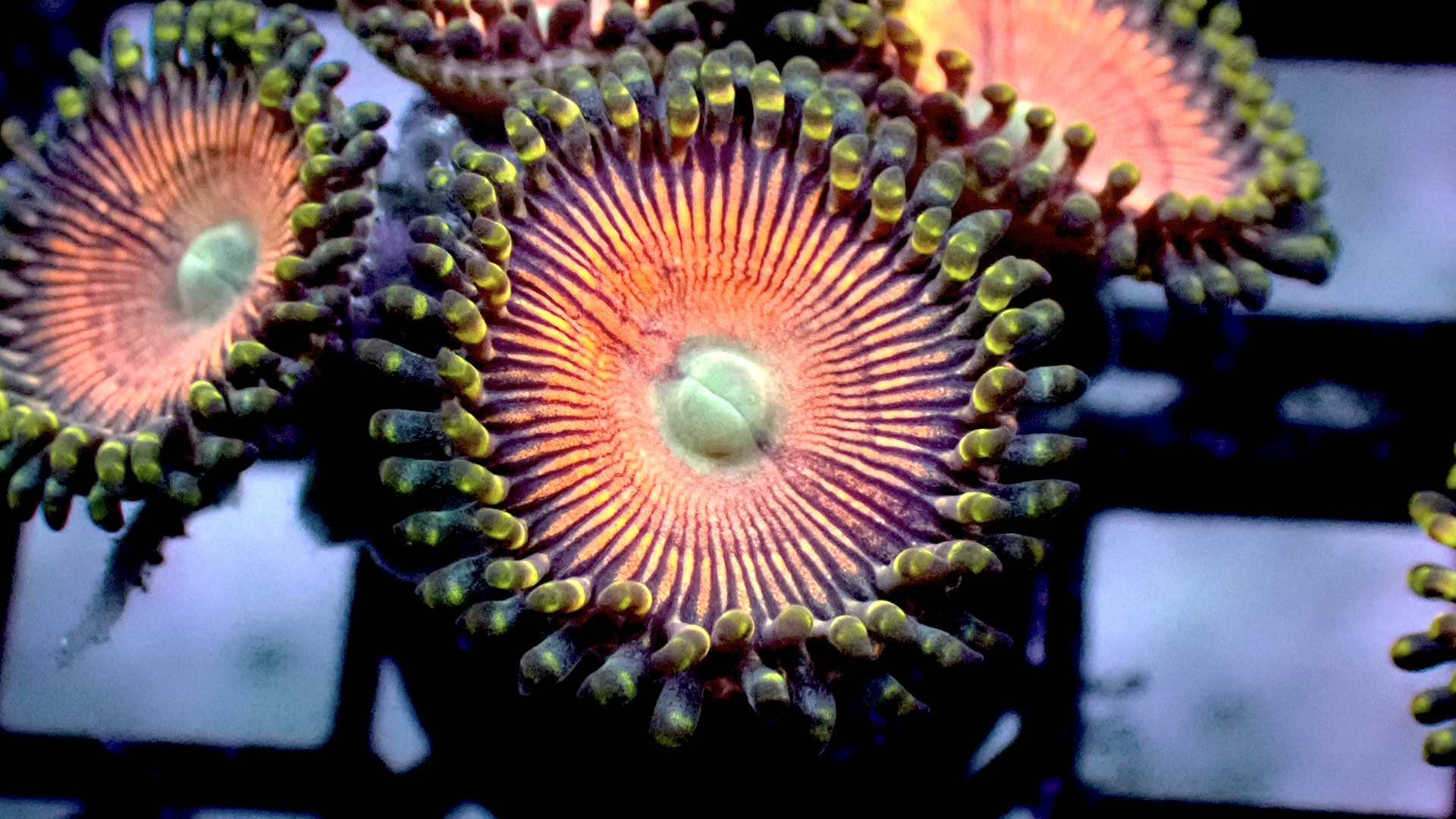 RTG peaches zoanthids
