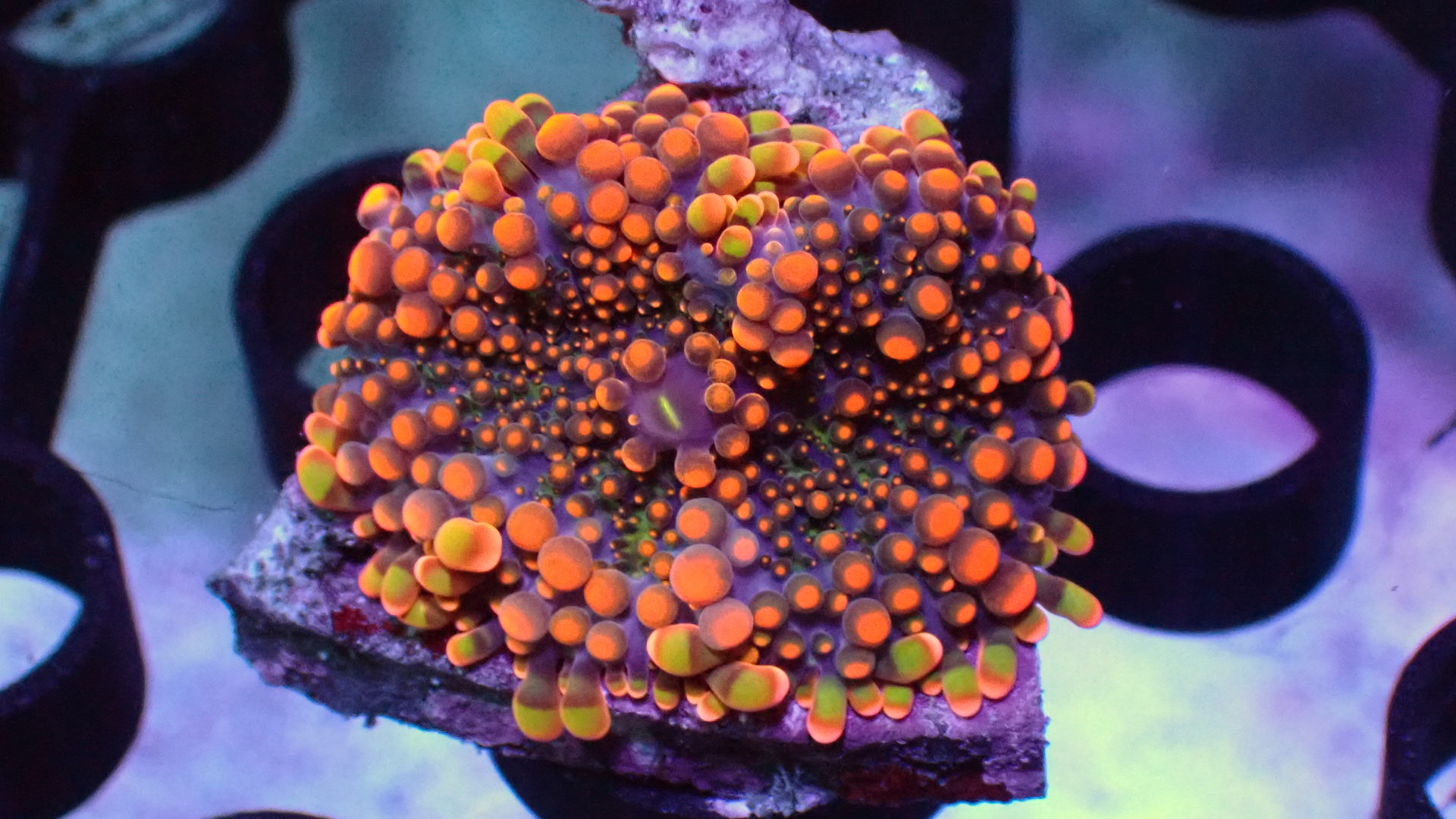 King Kong Yuma mushroom