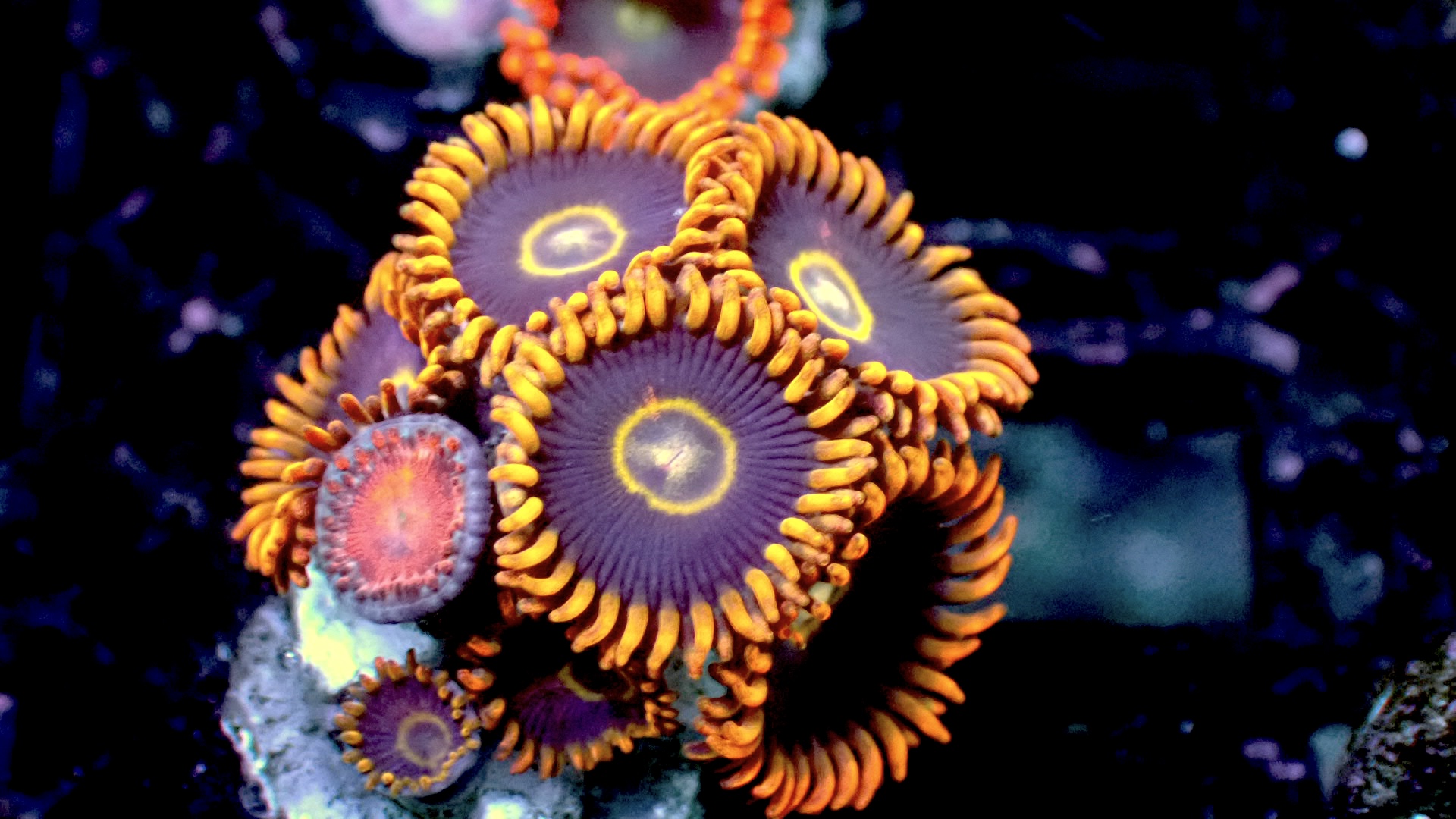 Rainbow hornets zoanthids