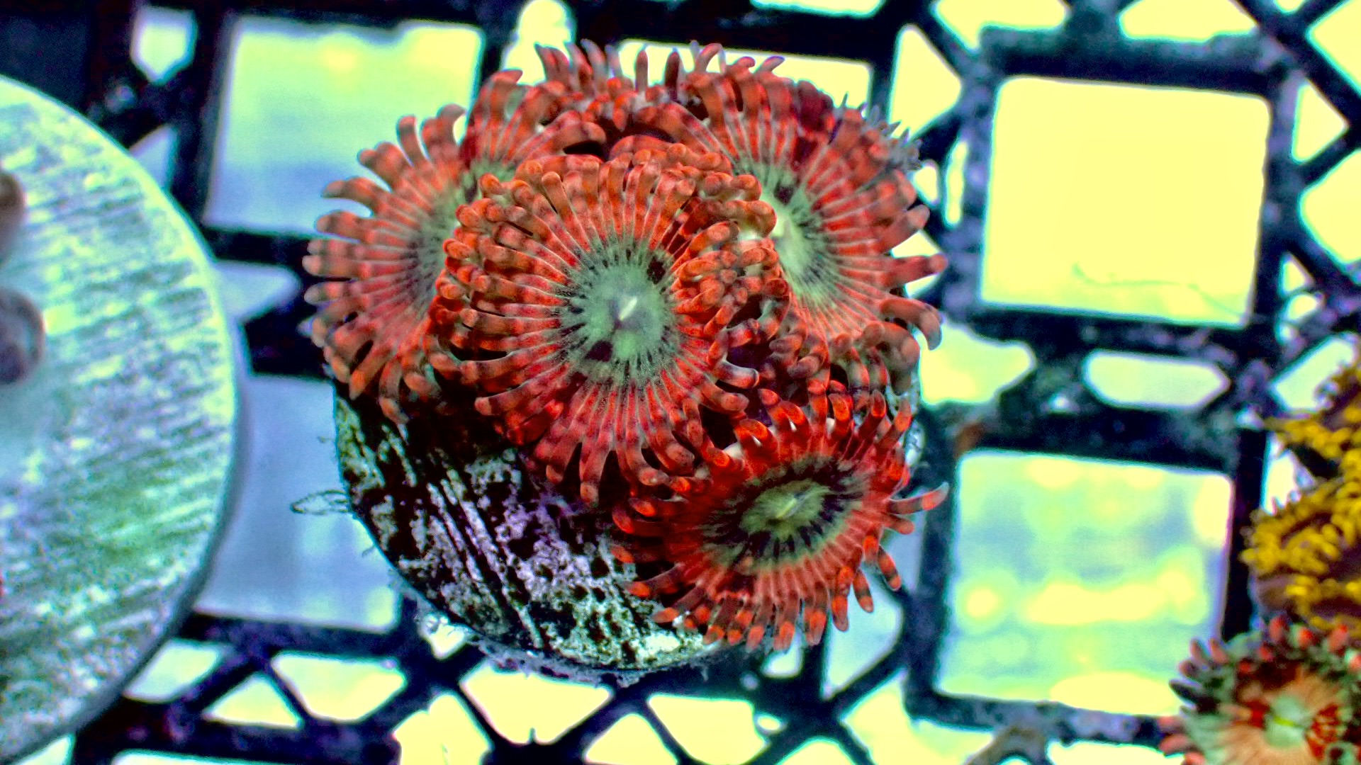 Utter peace zoanthids