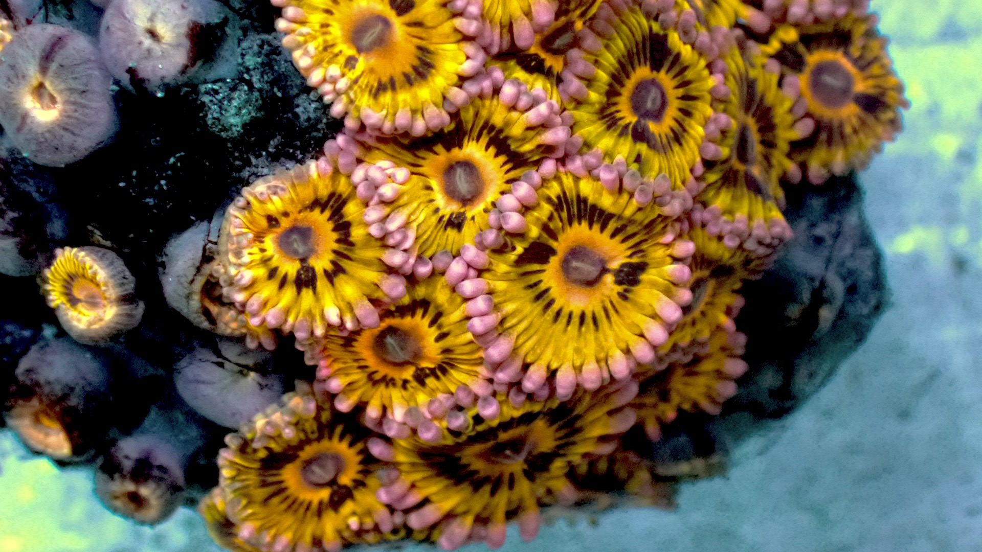 Stratocasters zoanthids