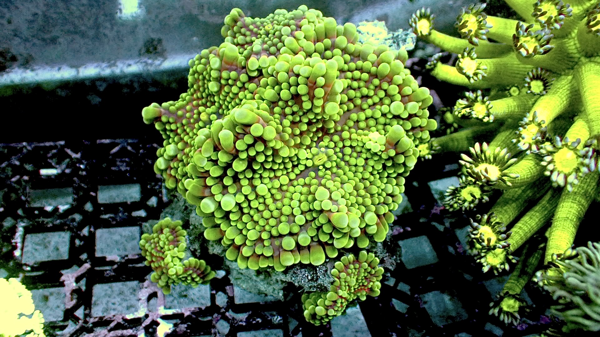 Gurple Yuma mushroom