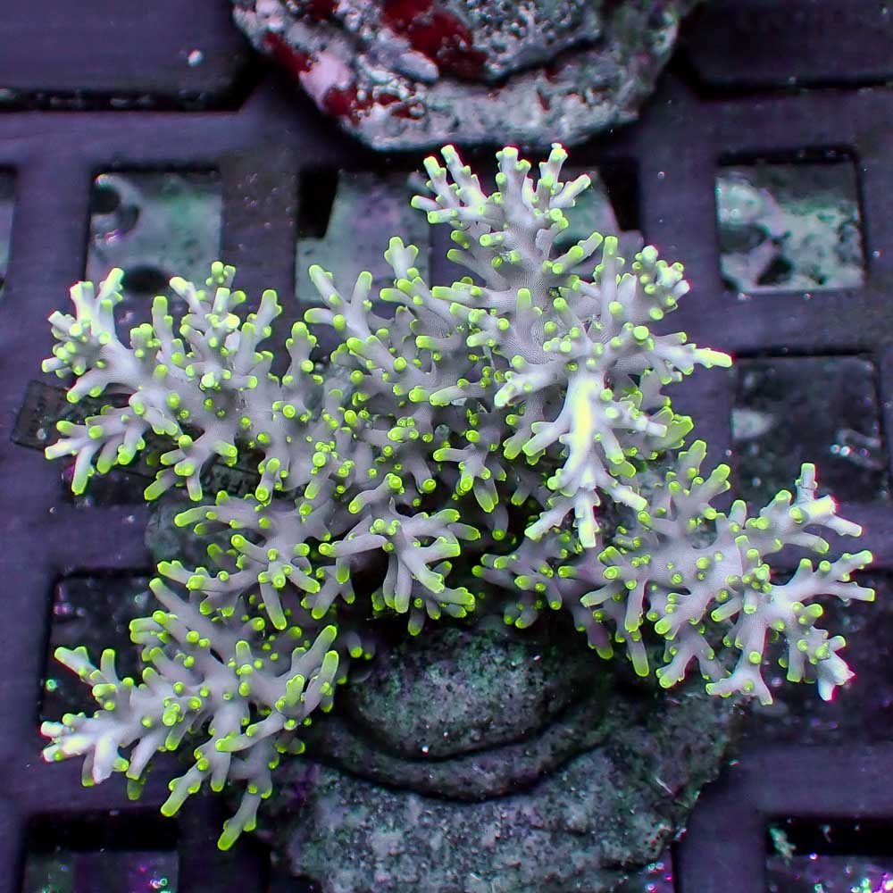 Green tip Acropora subglabra