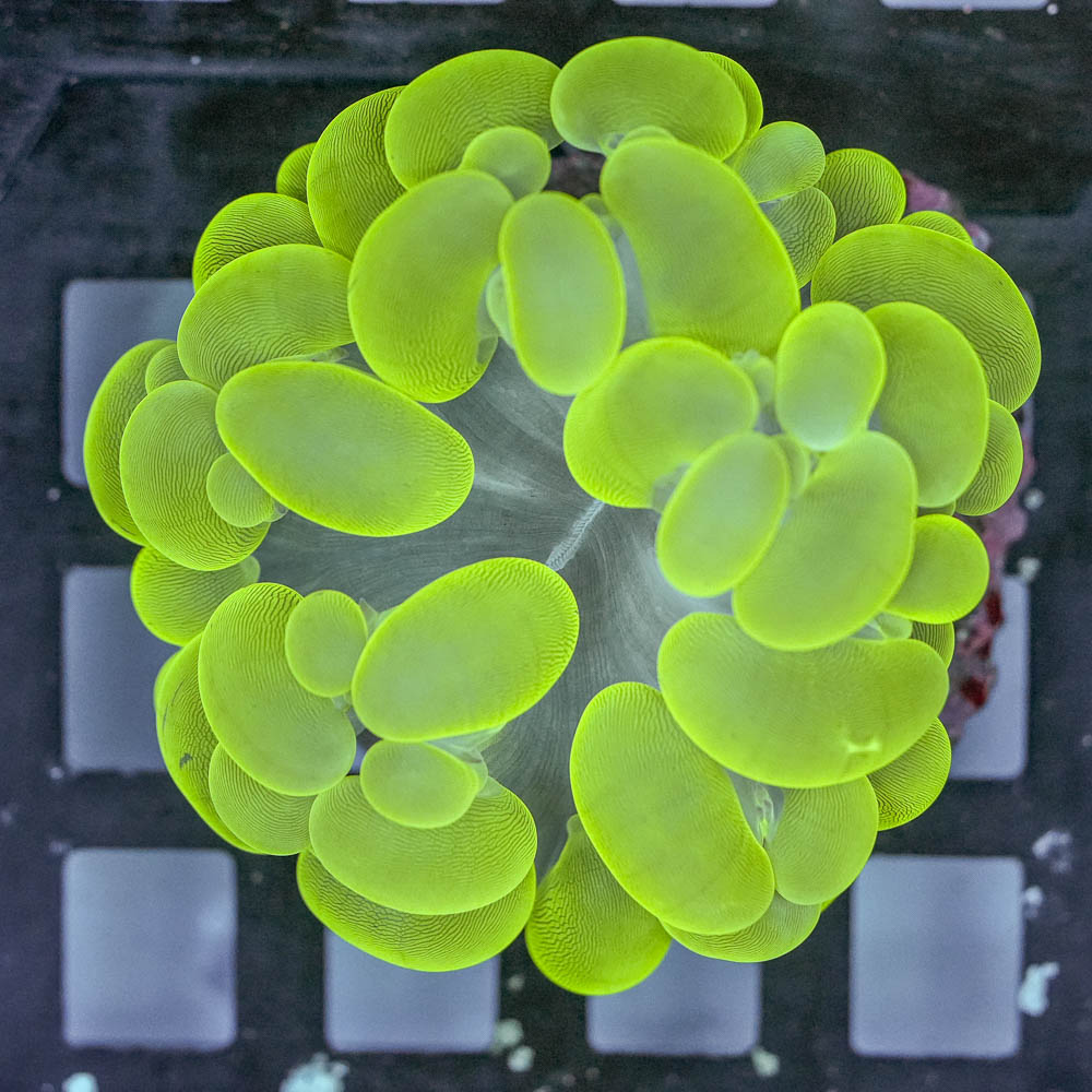 Green bubble coral