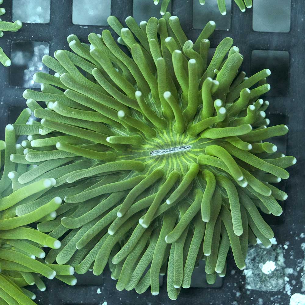 Green long tentacle plate