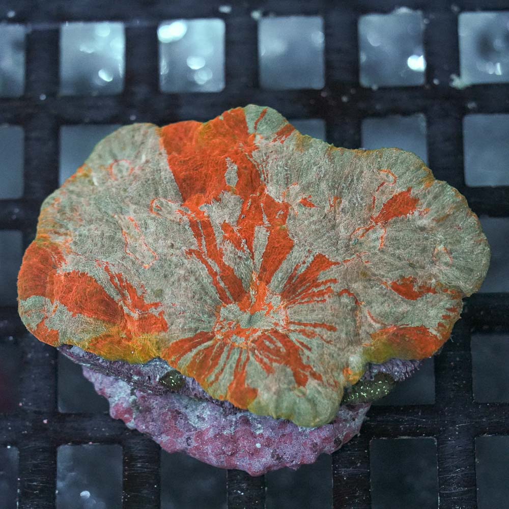 Lobophyllia rowleyensis