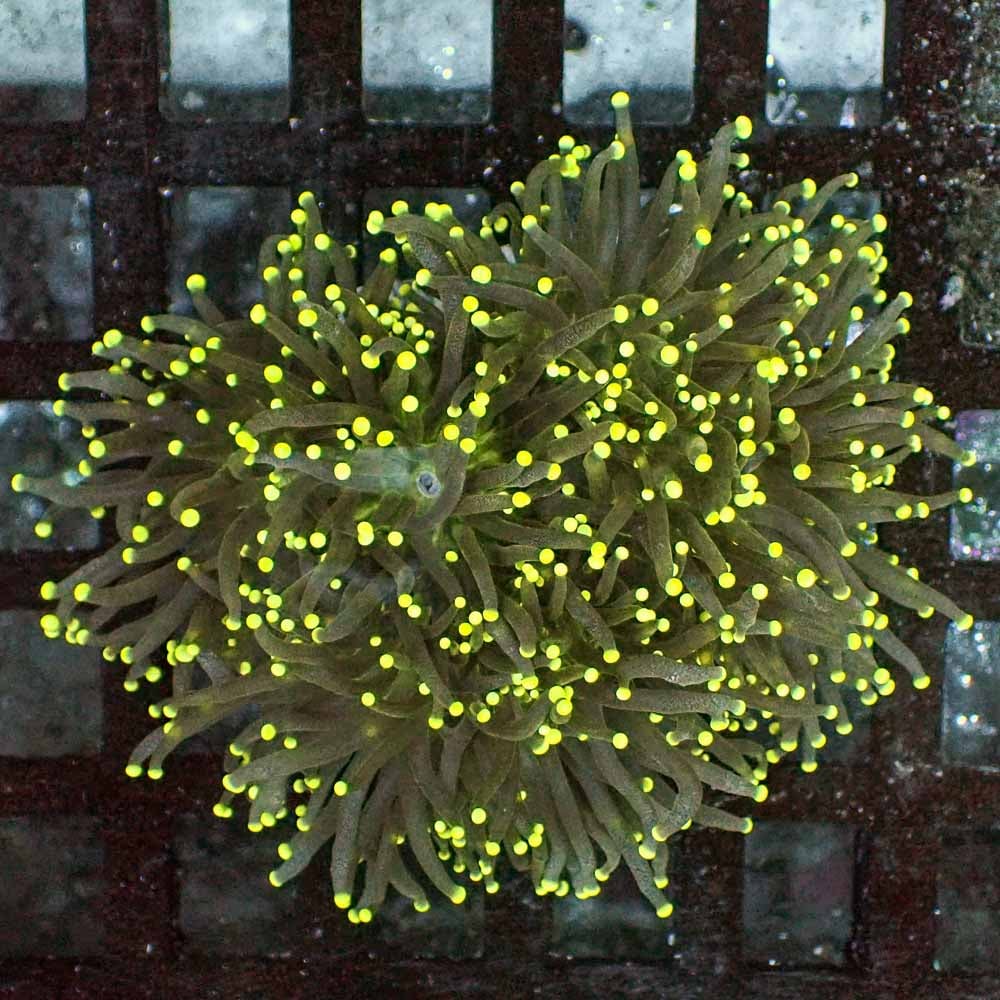 Yellow tip black torch