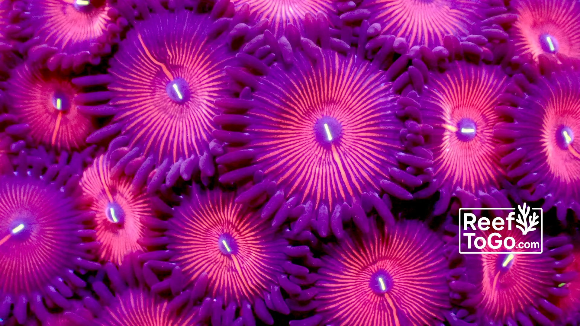 Red people eater zoanthids