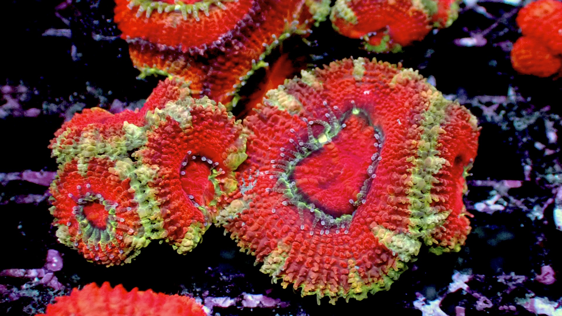 Gold Coast acans