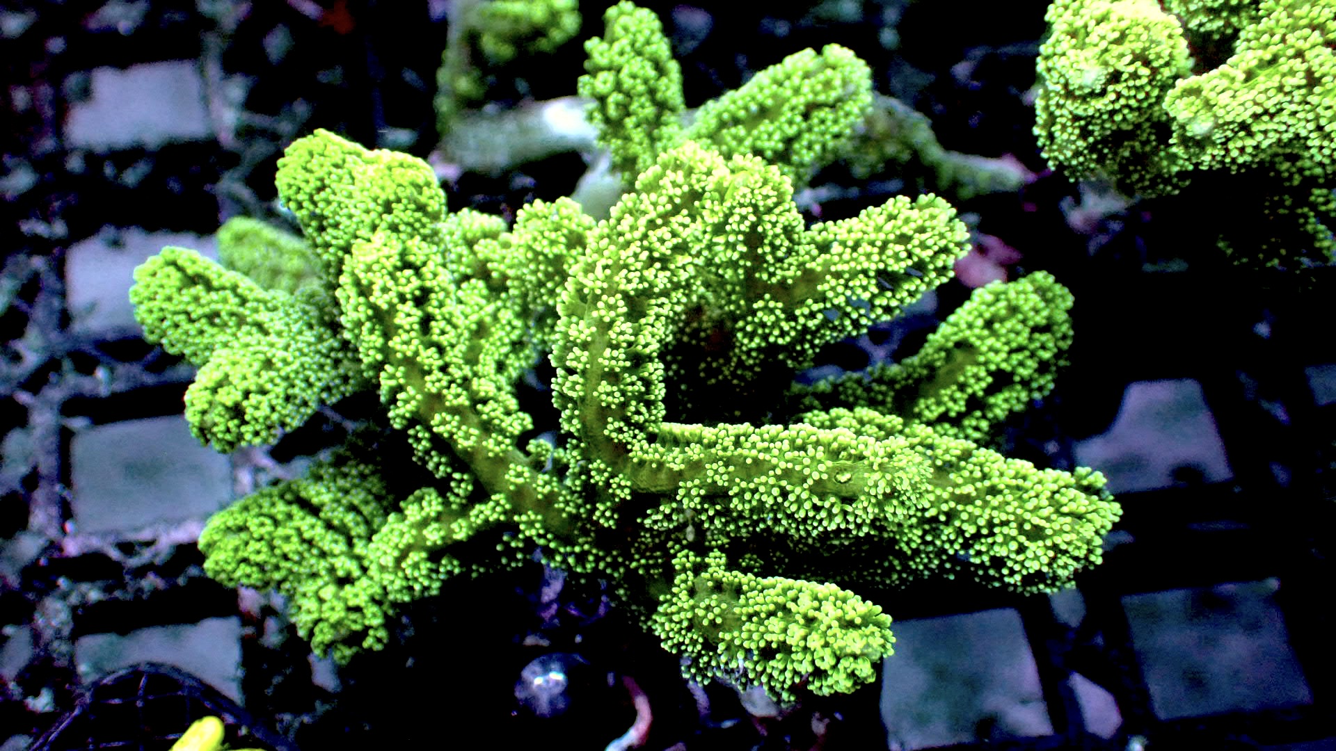 ORA green birdnest