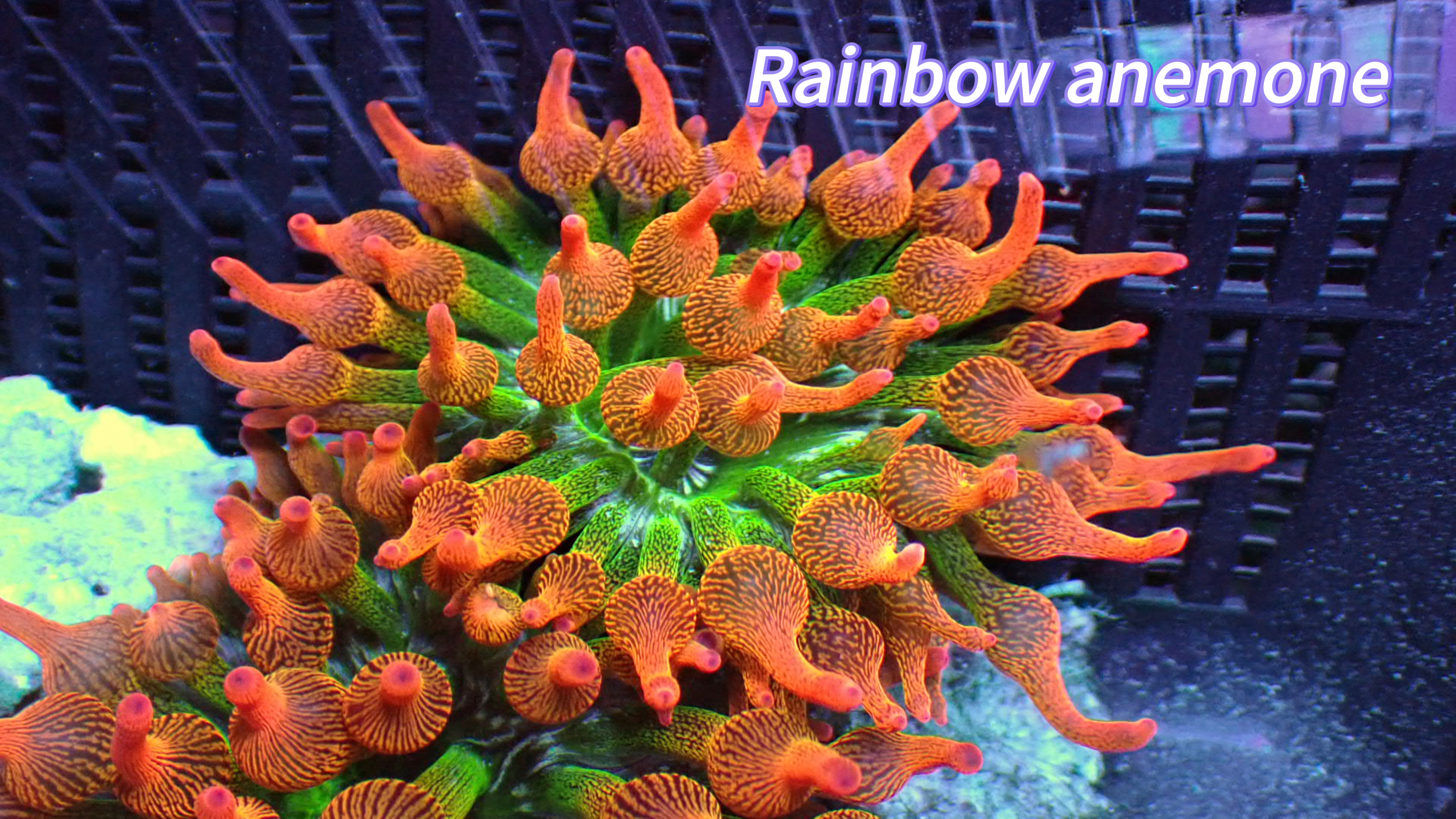 Rainbow bubble tip anemone