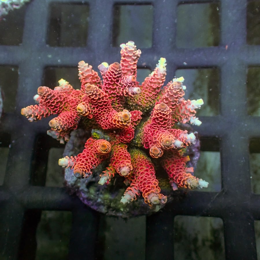 Pink millepora