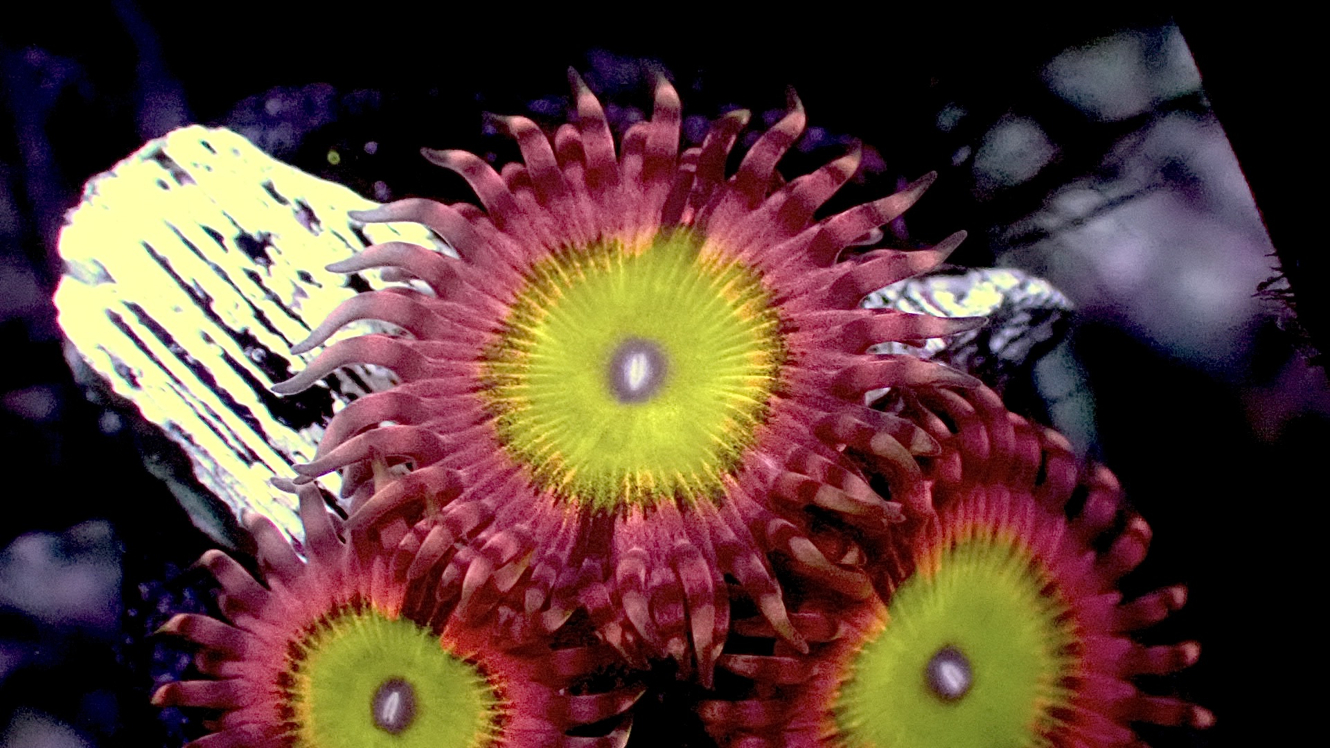Pink hippo zoanthids