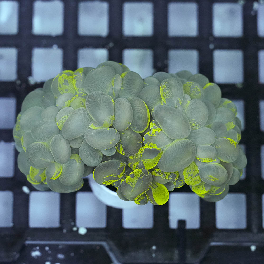 Cat’s eye bubble coral