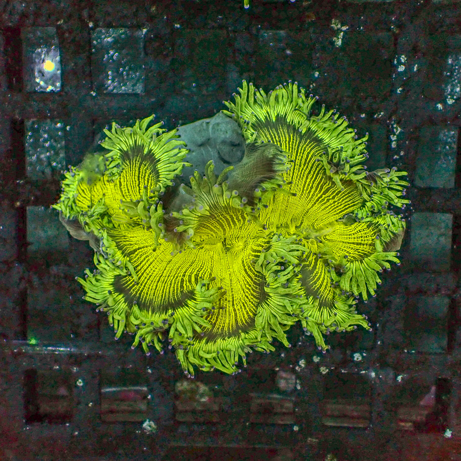Elegance coral